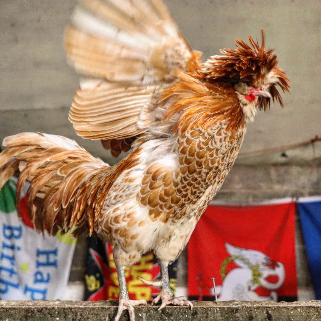 Don’t get in a flap, it’s Bensday already. #caenhillcc #bentherooster #bensday #wednesdayvibes