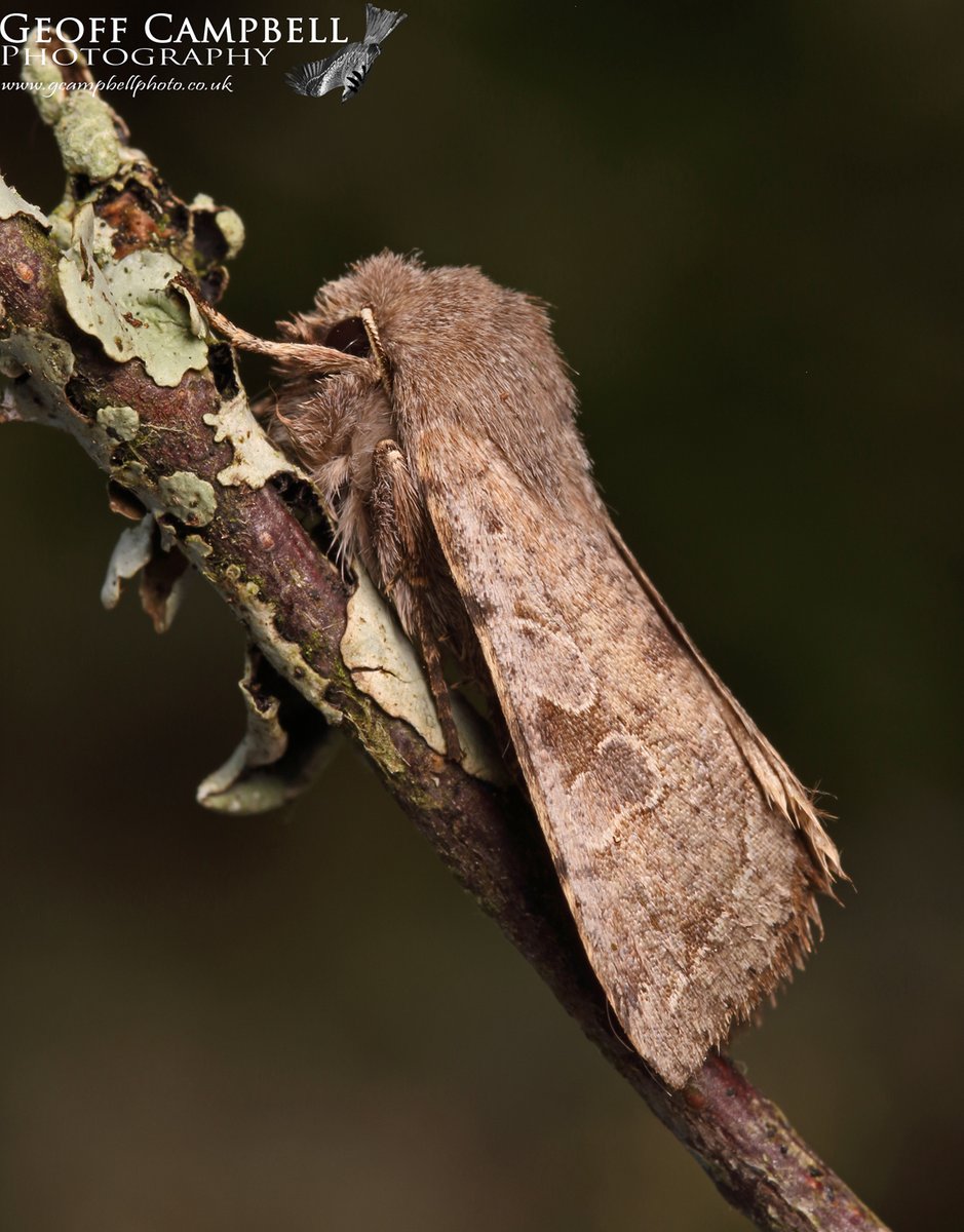 Clouded Drab (Orthosia incerta) March 2024. Quite a variable and attractive moth, despite the name. #moths #MothsMatter #teammoth @UlsterWildlife @savebutterflies @BCNI_