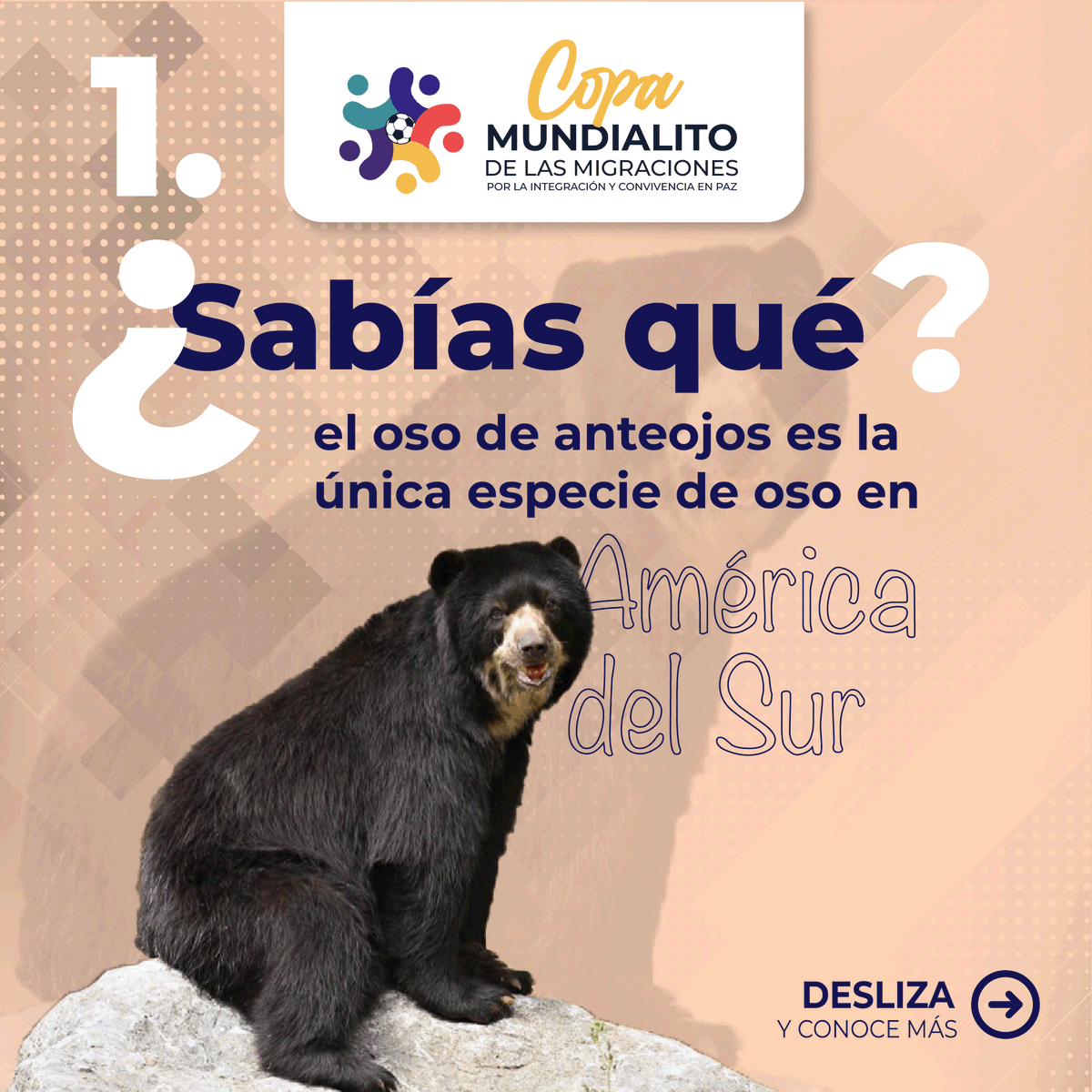 DEFENSORIAEC's tweet photo. ⚽️¡Únete al #MundialitoDeLasMigraciones! 

La mascota oficial, el Oso de Anteojos 🐻es inteligente, carismático y hábil. Para nosotros, representa integración y diversidad. 

¡Promovamos juntos una cultura de paz e inclusión! 

📝Regístrate aquí ➡  https://t.co/wh4GXVQV5O https://t.co/IG3bQfDmDq