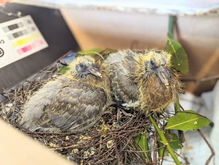 These two young juvenile wood pigeon 'squabs' unfortunately fell with their nest when a tree was being cut down. The trees were checked beforehand (👍), but accidents happen, these birds breed all year round, but the owners quickly called us for help. They'll grow up with us now