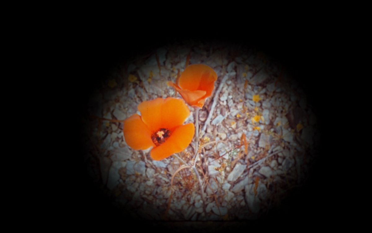 MovingImageNYC's tweet photo. Next up in our #ScienceOnScreen series, five short films that explore the myriad ways our attention can be focused or unfocused by the moving image. Work by Thom Andersen, William Wiebe, Sheri Wills, Sam Green, and Camille Henrot. April 26 🎟️ https://t.co/mlWTa4d3GV https://t.co/h4LpDyuM3B