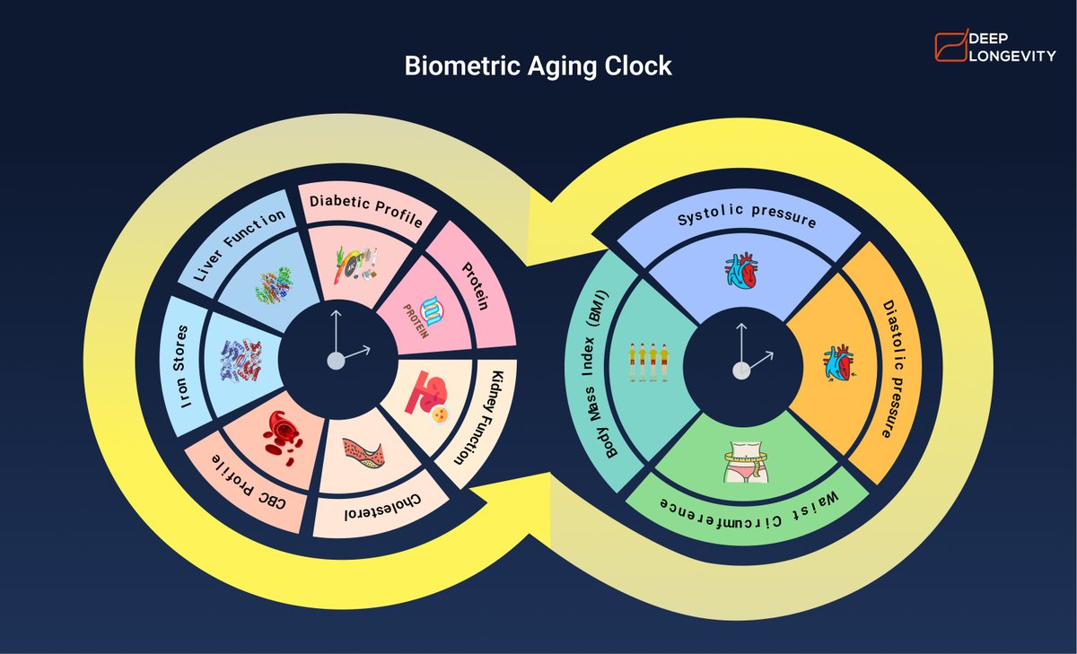 Deep_Longevity's tweet photo. "🌟 Unveiling the future of personalized health assessment with our groundbreaking Biometric Clock! Dive into the blog to discover how this revolutionary tool is redefining the way we approach longevity and well-being. #BiometricClock #WellnessRevolution" https://t.co/ENZ1UPHaJ2 https://t.co/kWtHSMBH0f