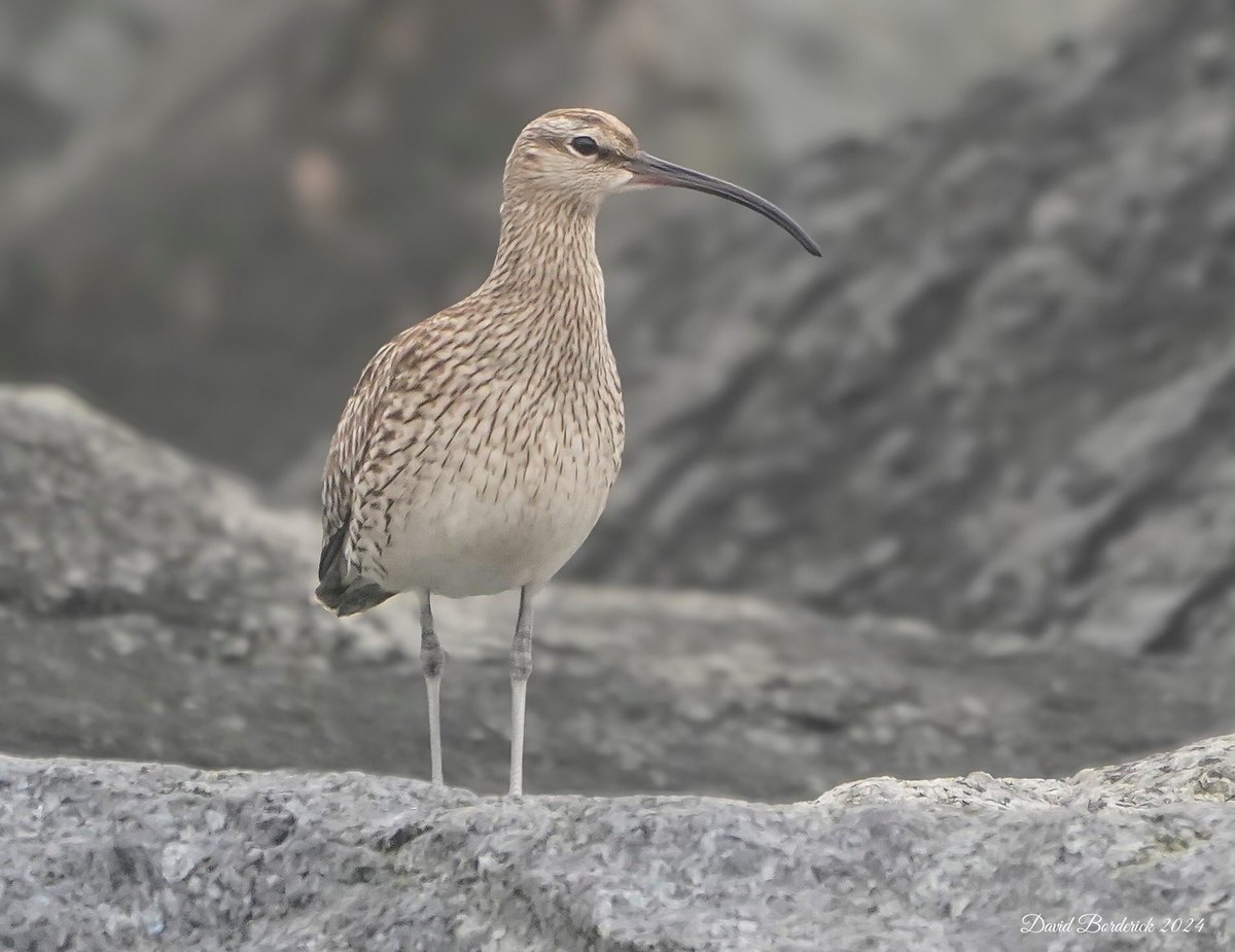 Whimbrel at Ness Point, Lowestoft this morning ⁦@LowestoftLizard⁩ ⁦@SuffolkBirdGrp⁩ ⁦@BTO_Suffolk⁩