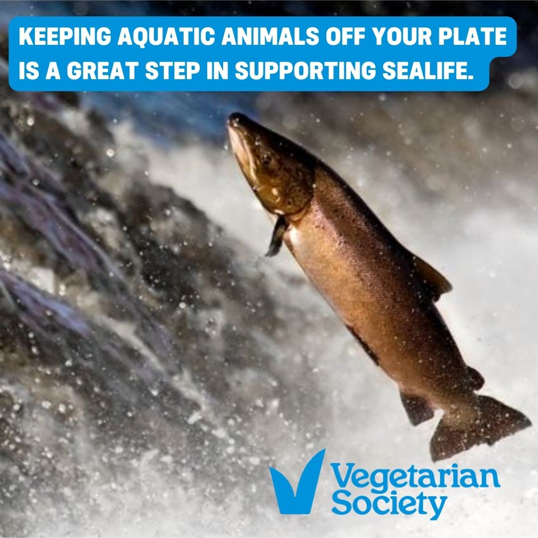 vegsoc's tweet image. Many animals live in the water for most of their lives from fish, amphibians, marine mammals, crustaceans, reptiles, aquatic birds, starfish and so many more. Keep them off your plates with our ‘flavours of the sea tips’. vegsoc.org/blog/world-aqu… #aquaticanimalday #fishfree