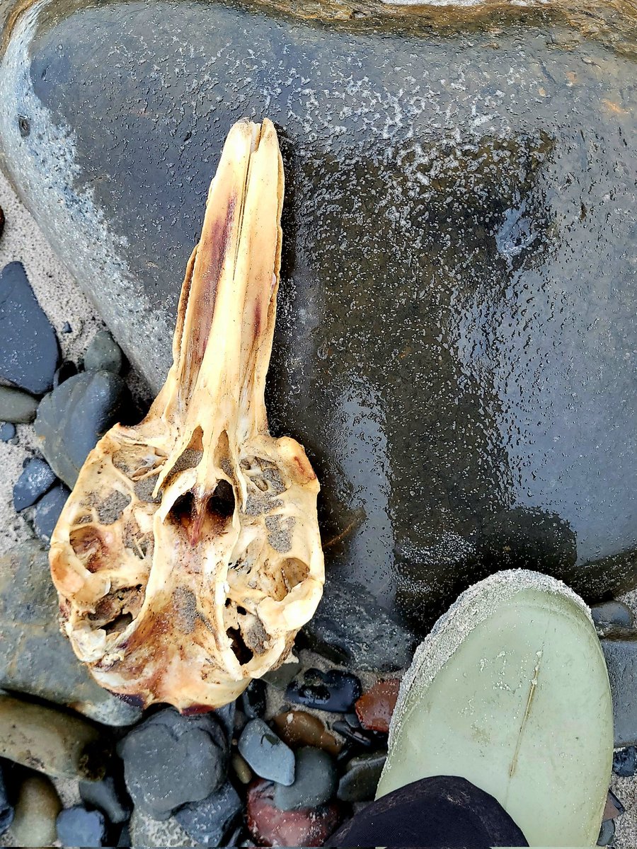 A small Dolphin skull - not sure which species, but Bottlenose (Tursiops truncatus) and Common dolphins (Delphinus delphis) are the most common in our waters. 
County Clare, Ireland.