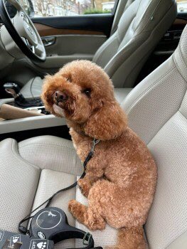 🎉🎉🎉 She’s been found! Owner on way to collect #reunited #poodle #highgate #muswellhill #hornsey #turnpikelane #n10 PHEW! Thank you all for sharing