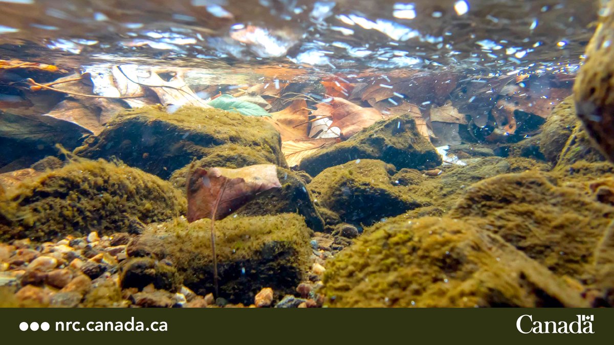 We’re shell-abrating #WorldAquaticAnimalDay! #DYKT? #GRDICanada @environmentCA & @FishOceansCAN are studying the small creatures that live at the bottom of the water, like worms, small crustaceans & more, to learn about the health of the body of water. ow.ly/MrKf50R7EGl