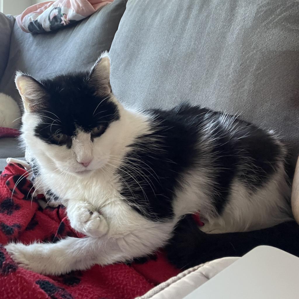 Kittens are cute, but sometimes you just want peace and quiet while still having the fuzzy love of a cat around the house. That's where 13-y/o Baby Sweet comes in! Apply today to meet Baby Sweet! cdck.cc/adoptBabySweet