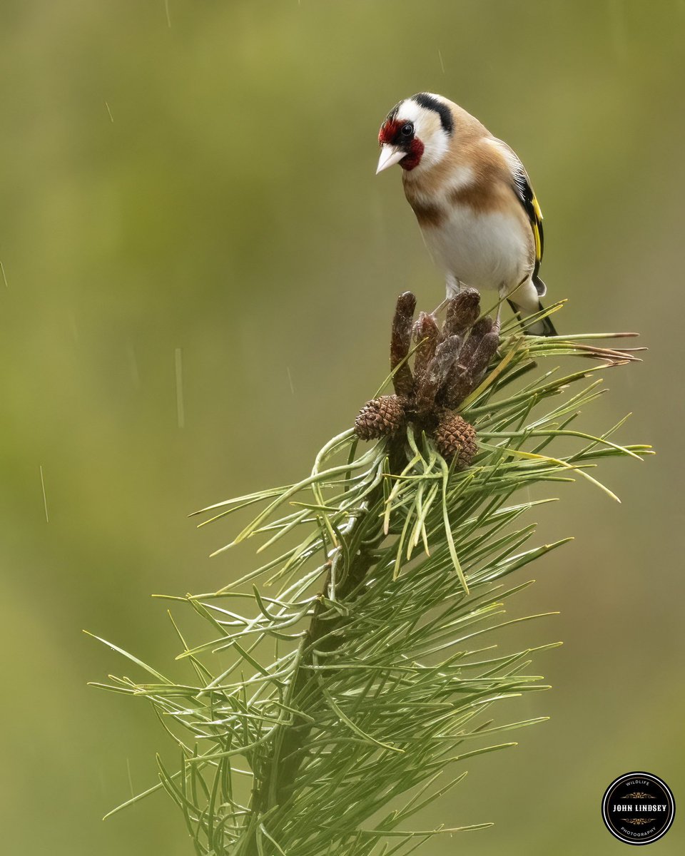 Had the most magical encounter with a goldfinch during last week's shoot at Clough Head! 📸 Despite the rain, this little beauty brightened up my day with its vibrant colors and enchanting song. 😍 Truly a stunning bird with a melody that's music to the ears. @UKNikon