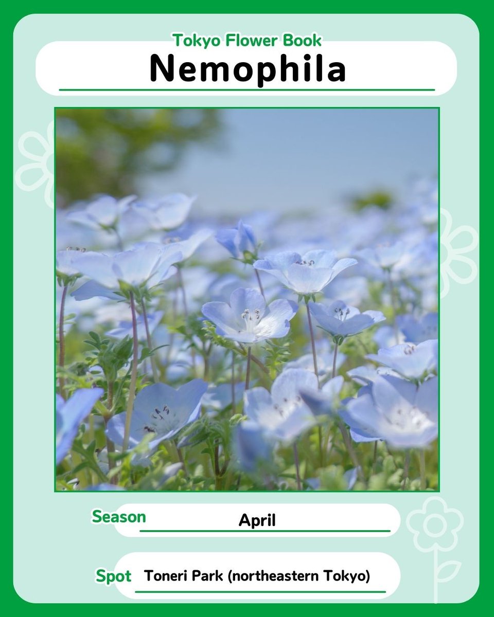 Tokyo_gov's tweet photo. The best time to see Nemophila (baby blue eyes) is in April!

This spring flower comes in various colors, but its sky blue variant is the most popular. Head over to Toneri Park to see these vivid blue flowers!
#TokyoFlowerBook #Tokyo https://t.co/vPanWdkdHR