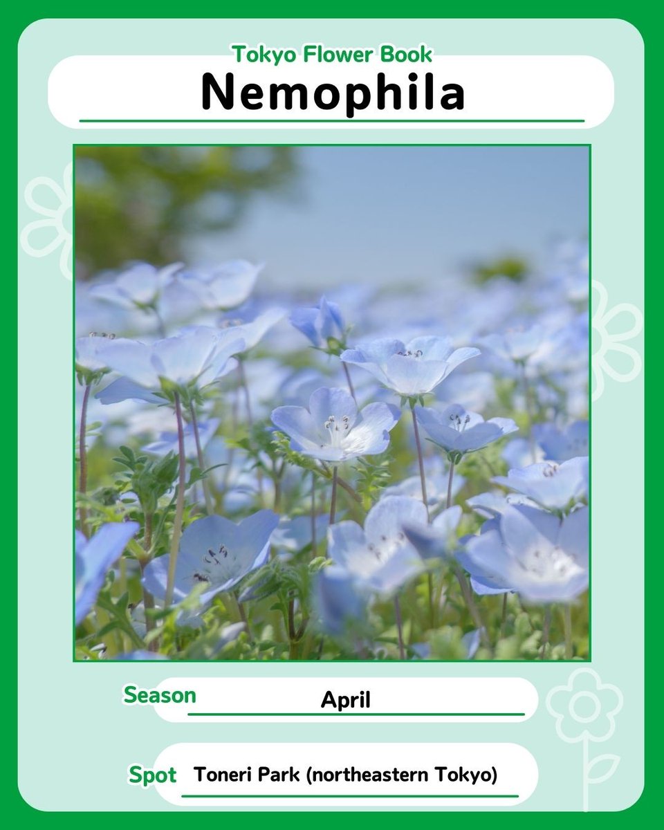 The best time to see Nemophila (baby blue eyes) is in April! This spring flower comes in various colors, but its sky blue variant is the most popular. Head over to Toneri Park to see these vivid blue flowers! #TokyoFlowerBook #Tokyo