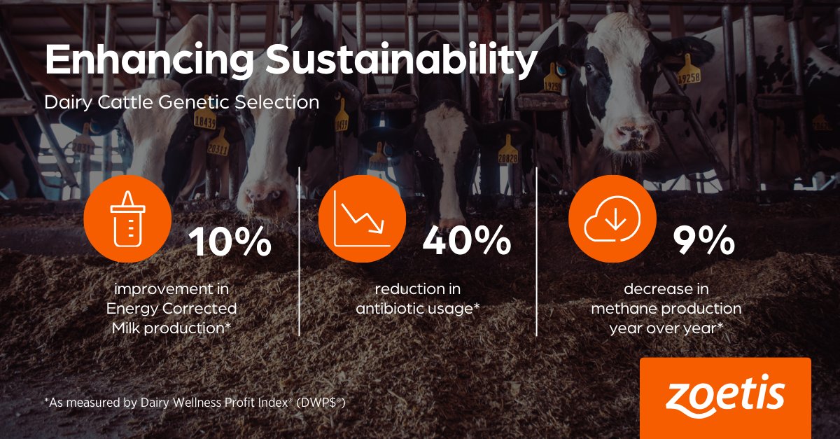 Results from a joint study with @FarmersForFood have shown #DairyCattle genetic selection plays a role in enhanced sustainability. Watch the webinar to learn more about how studying real farm data can offer additional insights to dairy farmers: vimeo.com/928549831/4dcf…