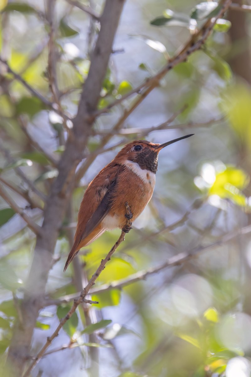 Rufous Hummingbird, Tuscon #birdphotography #BirdsOfTwitter #birdwatching #BBCWildlifePOTD #NaturePhotography #wildlifephotography #wildlife #TwitterNatureCommunity #BirdTwitter #BirdsOfTwitter #ThePhotoHour #TwitterNaturePhotography #hummingbird #BirdsSeenIn2024 #Audubon