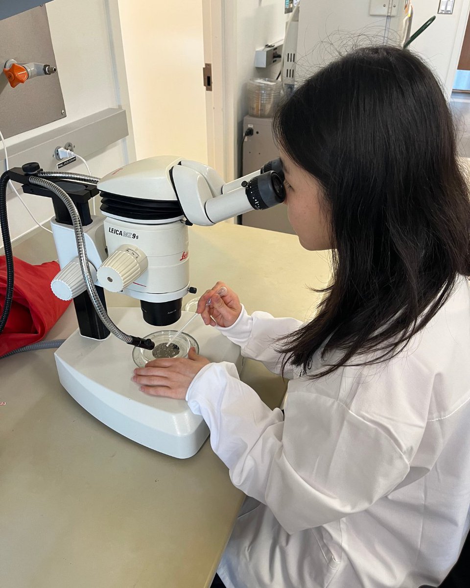 'It’s important to really understand what it’s like to study & work in a lab during your #PhD. The Grad School’s 2-month lab rotations are a great chance to learn what’s best for you.” #StowersGrad predoc Yuri Iwamura is doing a rotation in the @aussiebiologist Lab.