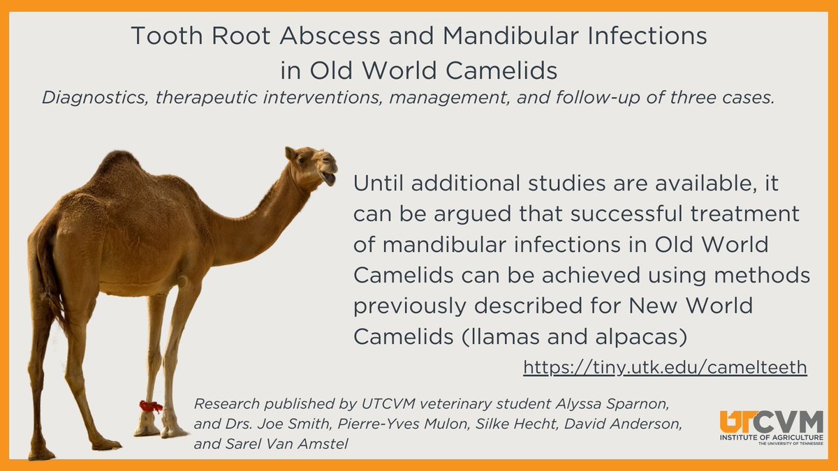 New research from UTCVM: Until additional studies are available, it can be argued that successful treatment of mandibular infections in Old World #Camelids can be achieved using methods previously described for New World Camelids (llamas and alpacas) tiny.utk.edu/camelteeth