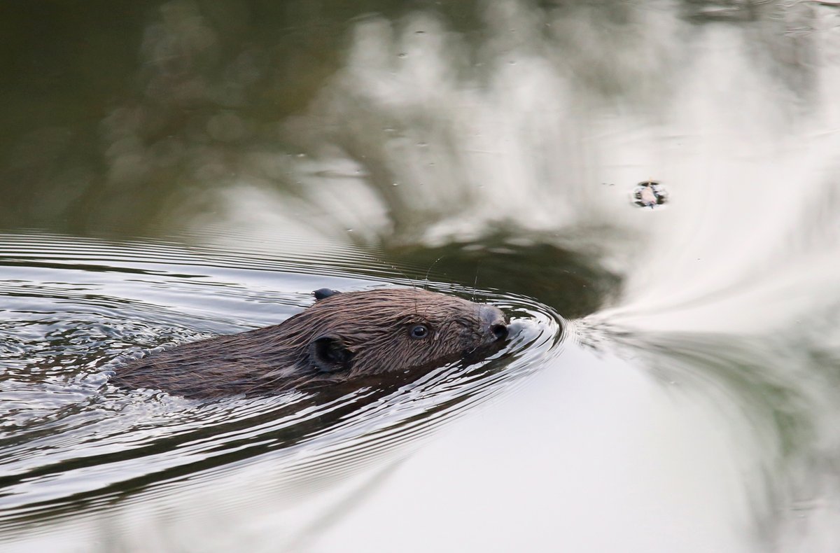 Scientists like Nick Bouwes and Emily Fairfax point out the ecological services offered by beavers and help the rodents get to work on some of humanity's more pressing environmental issues, like water conservation and climate change: tinyurl.com/ydddumxh