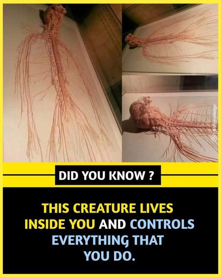 All the game of blood vessels..Always clean ur blood vessels for long healthy life....Allah is perfect creator❣️