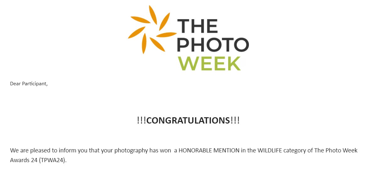 🥳🎉 ¡Hoy estoy de celebración! Acabo de recibir esta buena noticia, justo antes de salir para un viaje fotográfico, ¡así que me voy con la mejor energía! 🙌🏼 Mi foto 'Love is in the air' ha ganado una Mención de Honor en la categoría Wildlife en los Photo Week Awards 2024. 🤩