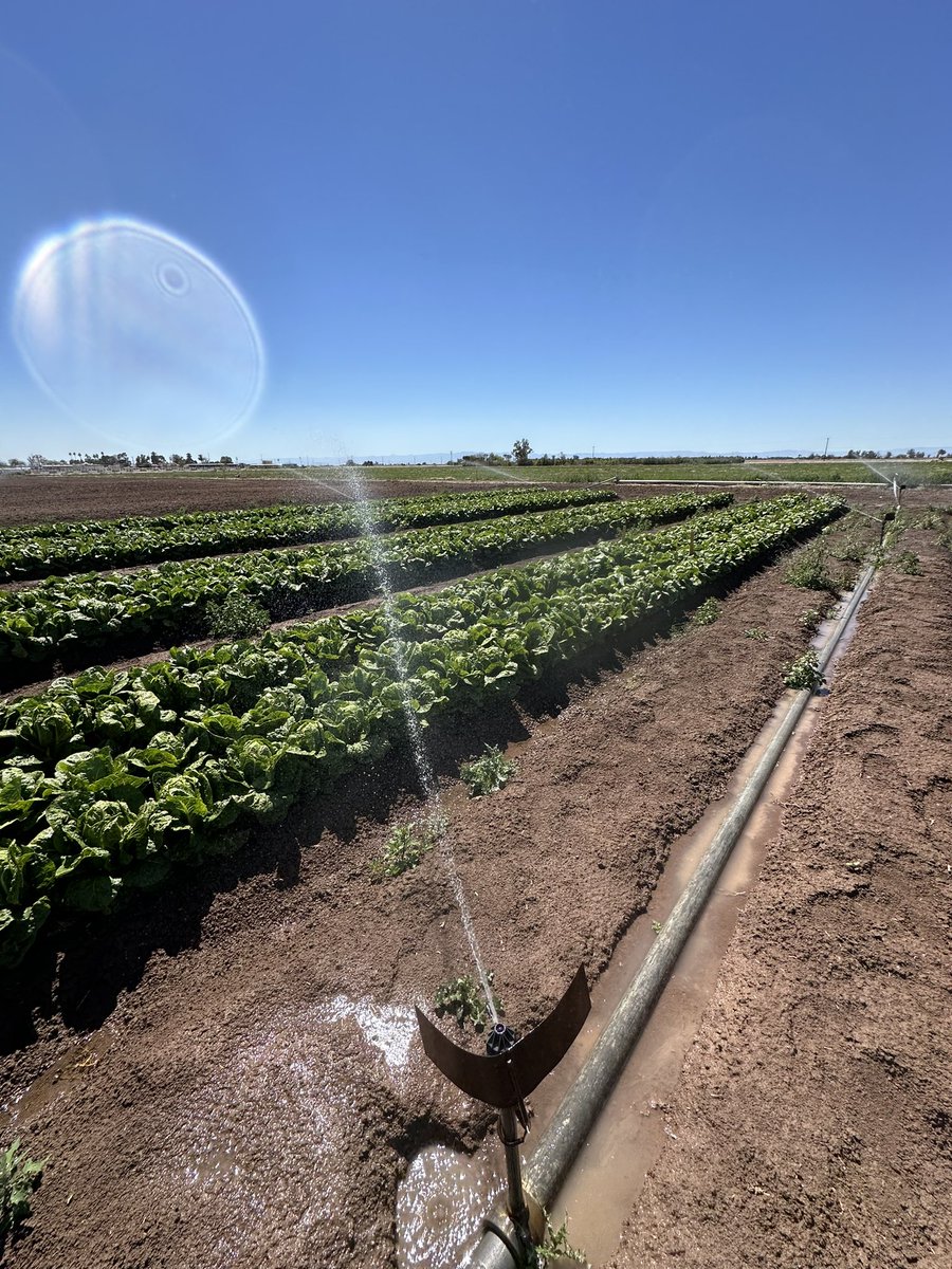 Pictures or it didn’t happen! Wrapping up this season in the Southwest growing region. 🥬💦