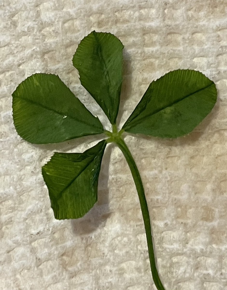 In need of some luck? I’m happy to share this four leaf clover