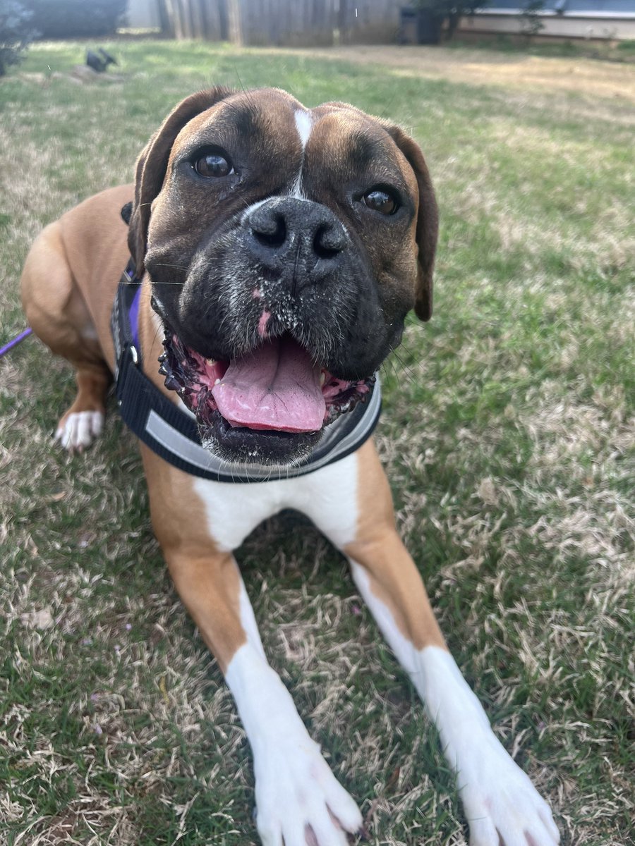 If you need a new toy or chew stick will you shop small and shop at Bark & Beyond? 🙏🏻 🙏🏻 🔗 barkandbeyondsupply.com #Boxer #Wednesday #shopsmall #dogsofx #dogsoftwitter #CatsOfX @WCrates @Moooo1985 @ElizGriff2016 @Kanethedane10