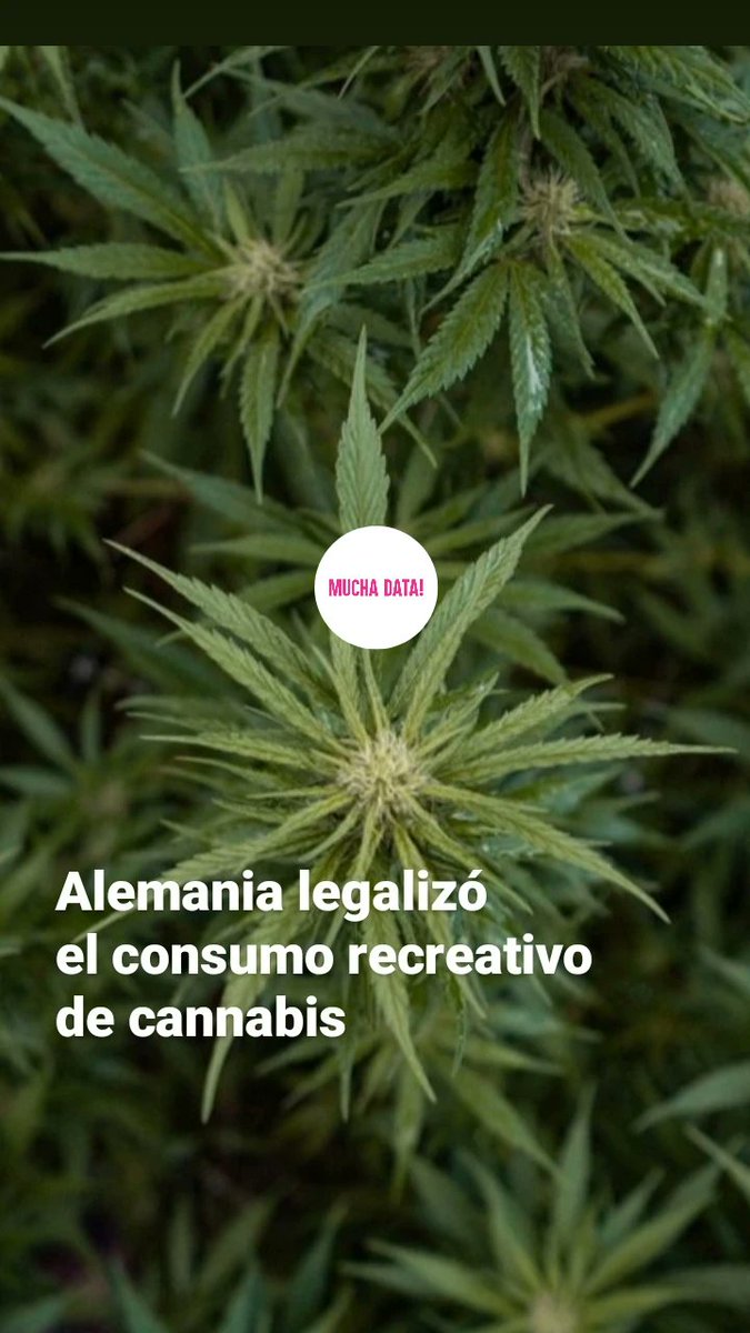 muchadatasalta's tweet photo. La ley que autorizó el consumo recreativo de cannabis en Alemania entró en vigencia este lunes, los consumidores van a tener que esperar tres meses para comprar legalmente marihuana en los clubes de cultivadores. Habilita a los mayores de 18 a cultivar y transportar cannabis. https://t.co/EiaWZMW8r8