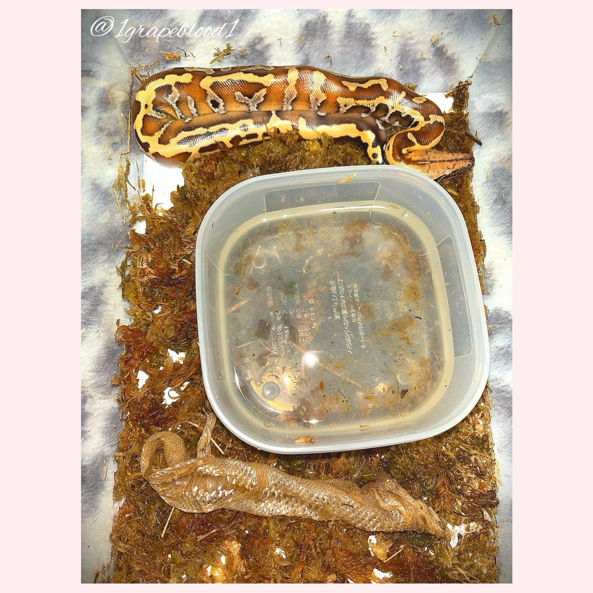1grapeblood1's tweet image. 脱皮見事な1本脱ぎ👏🏻😳💕
#ブラッドパイソン #バンカレッド
#bloodpython #reptiles #snake
#爬虫類女子