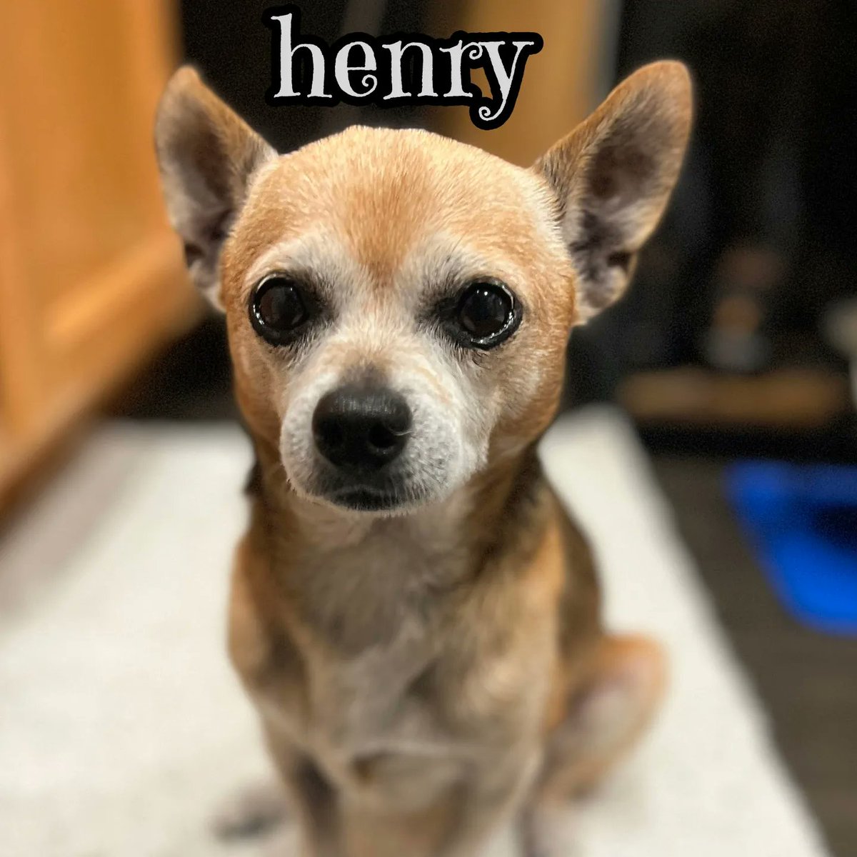 Adoptable Henry is 10 years of 8lbs of loveable Chihuahua-ness. He loves to play with other dogs &amp; go on walks. He's shy with strangers but once he knows you he's a big snuggler &amp; toe warmer! #AdoptDontShop #k9hour #rehomehour #SanDiego #Chihuahua