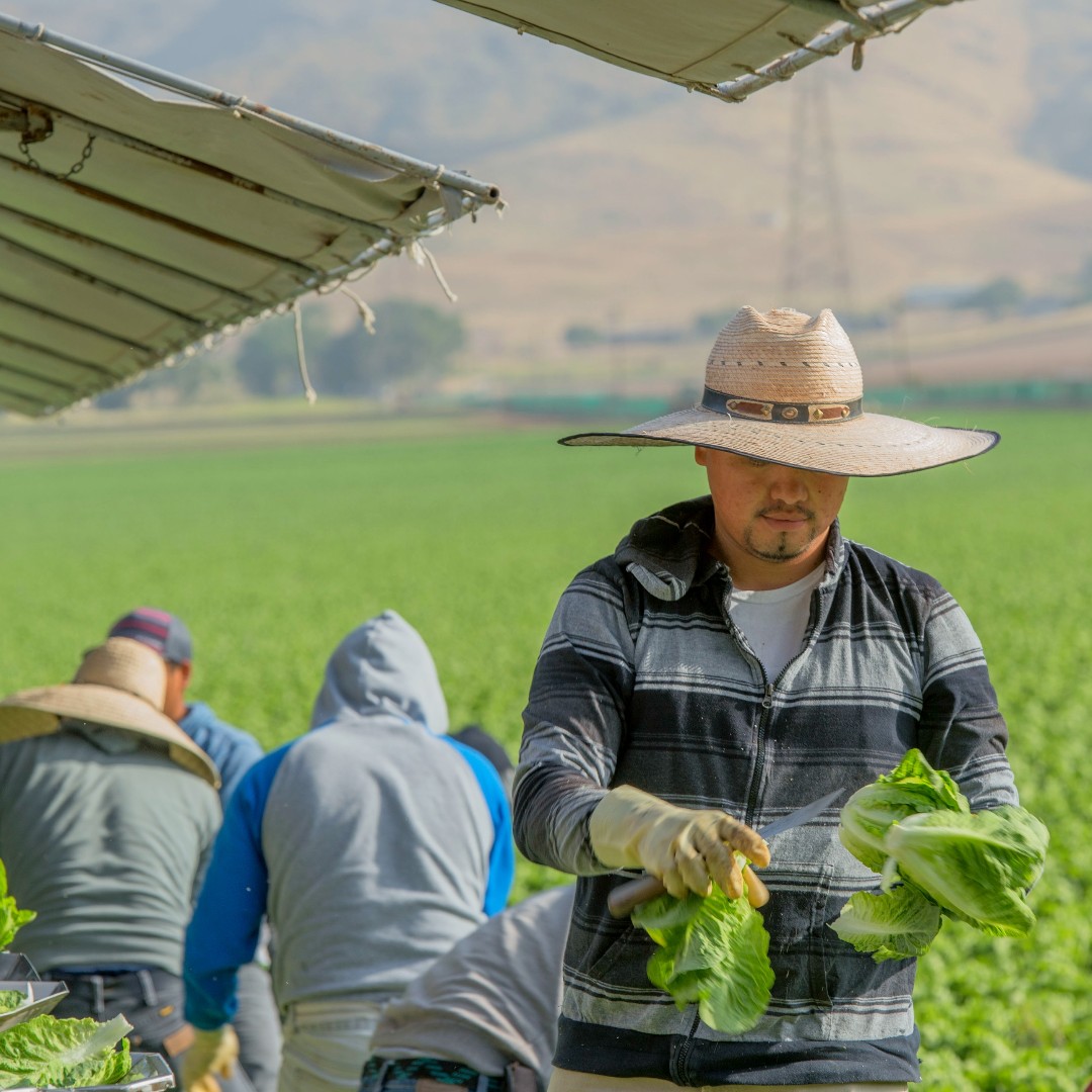 What is your favorite thing to make with our Artisan Romaine? As one of our most versatile products, our favorites are 🥗 Salads, 🥙 Wraps, 🌮 Lettuce Cups & Tacos, 🍔 Burgers, 🥪 Sandwiches...& the list goes on! #taproduce #freshproduce #farming #agriculture