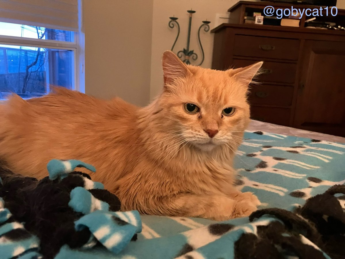 Grandma gave this blanket to my biped brother. Guess who has it now? Moi #WhiskersWednesday #CatsOfX #XCats #CatsOfTwitter #TwitterCats #ItsACatsLife #GingerCats #CatsAreFamily #Cats #CatWorldDomination