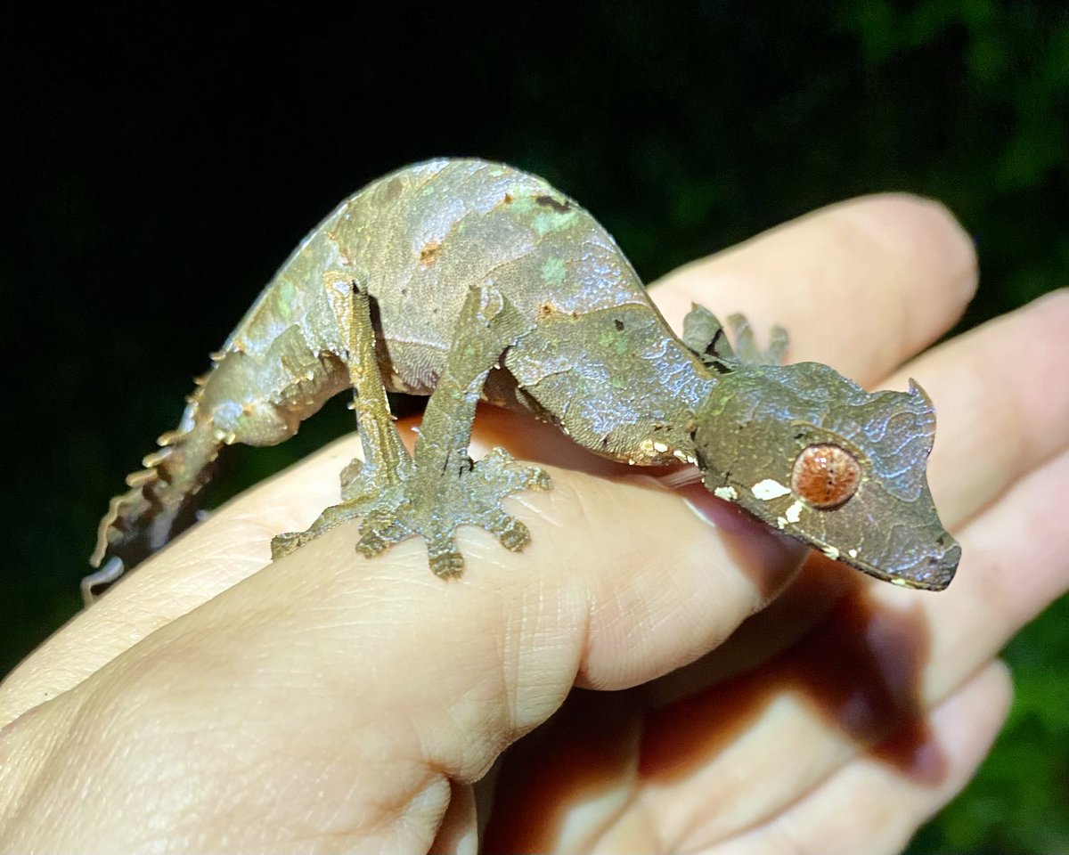A little Uroplatus phantasticus action tonight in Madagascar, the satanic leaf-tailed gecko