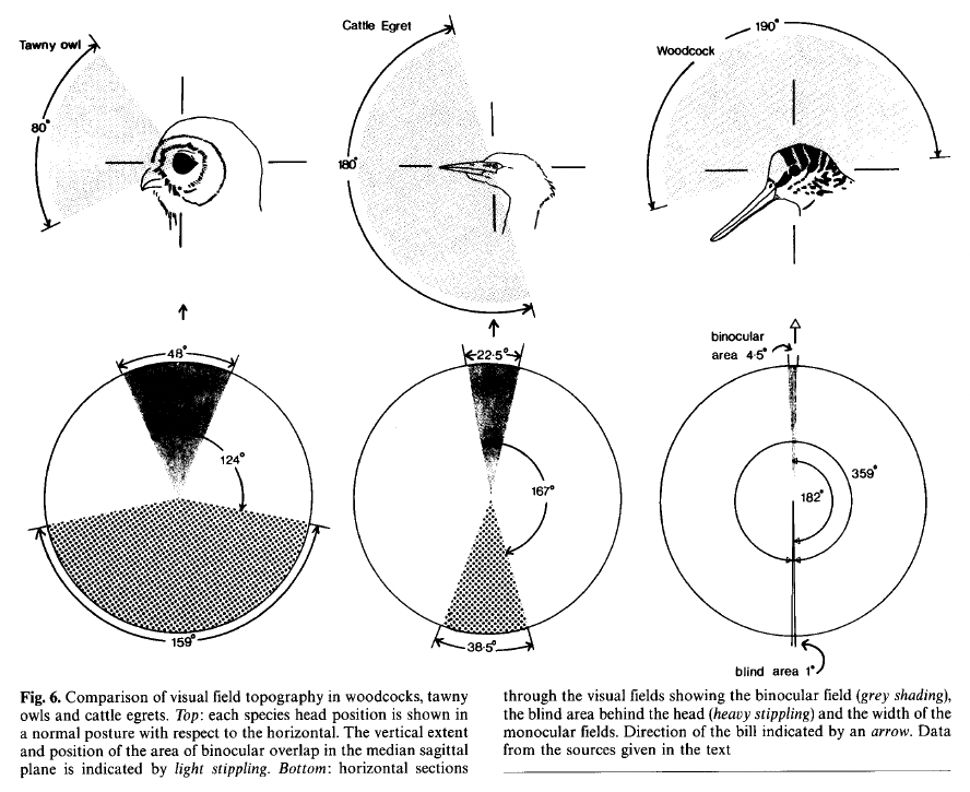 American Woodcocks have complete 360° visual coverage above the horizontal plane. Even at the horizontal, they only have a 1° blind spot behind their head (figure: Martin et al. 1994). The Mallard actually has them beat, with complete panoramic vision in the horizontal plane!