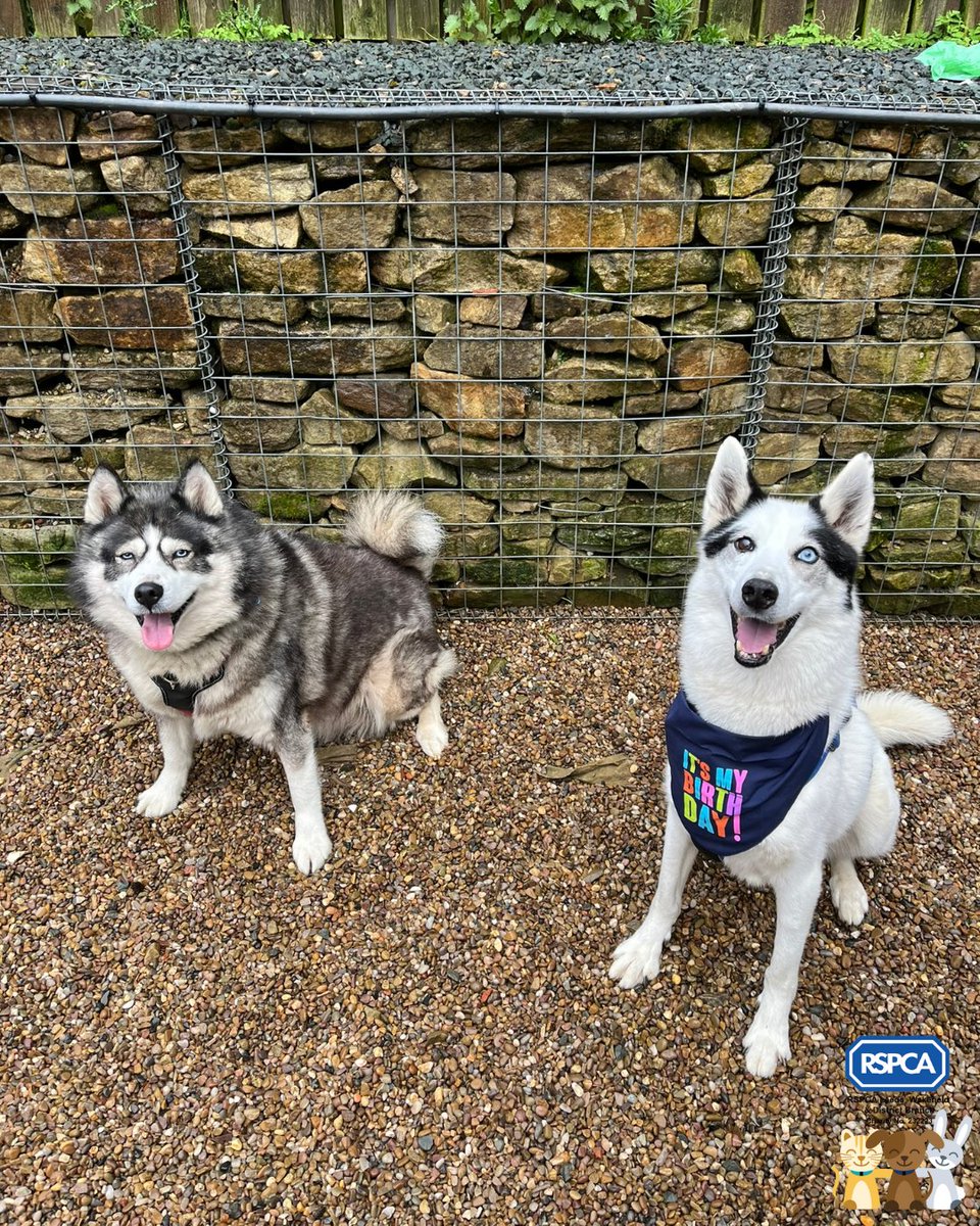 🎉Today is Goose's 13th birthday! He had a great afternoon celebrating with his best friend Tala! We would love to see Goose celebrating his next birthday in his forever home, so if you are interested in adopting this adorable pair, click here: bit.ly/tala-goose