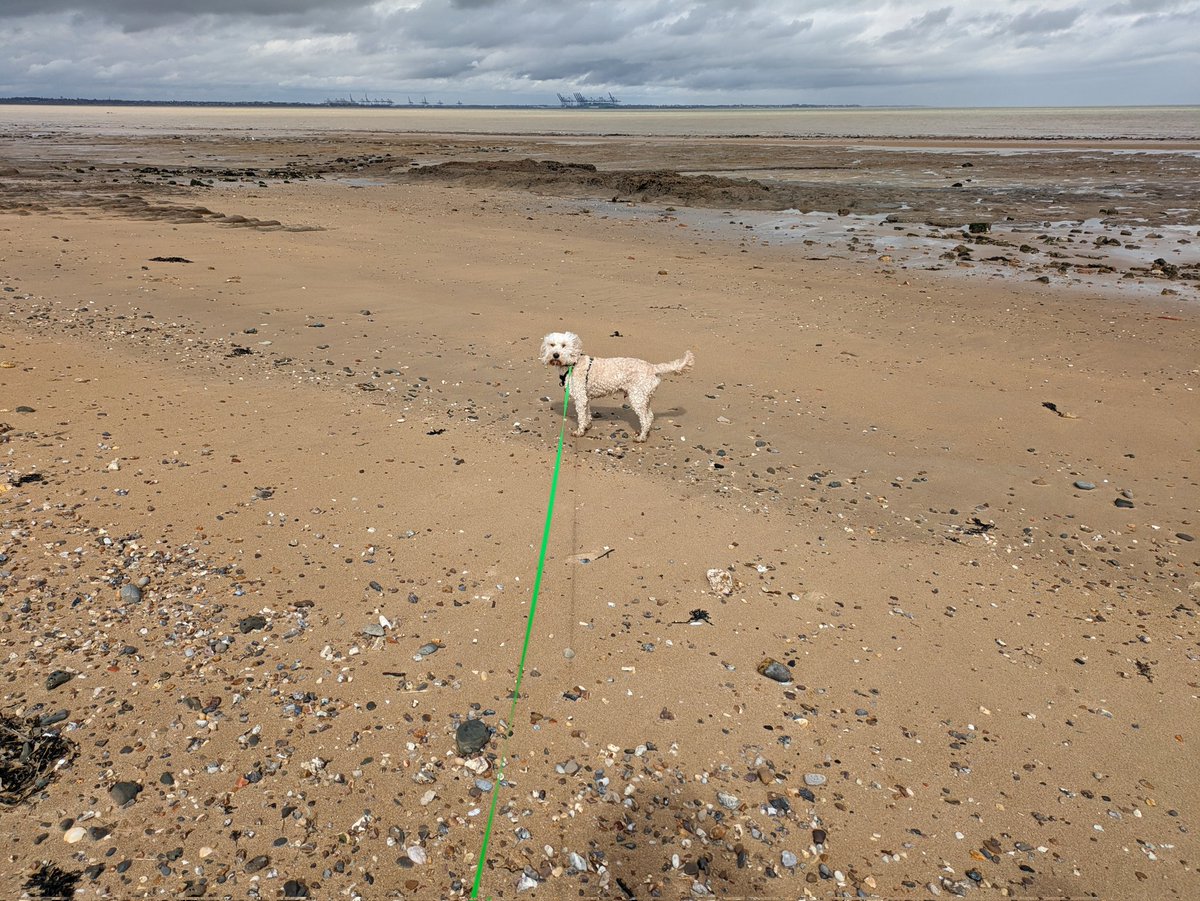 For #NationalWalkingDay Bolan led me on a blustery walk along part of #Englandscoastalpath 🚶🏻‍♂️👣🥾🐩🐾