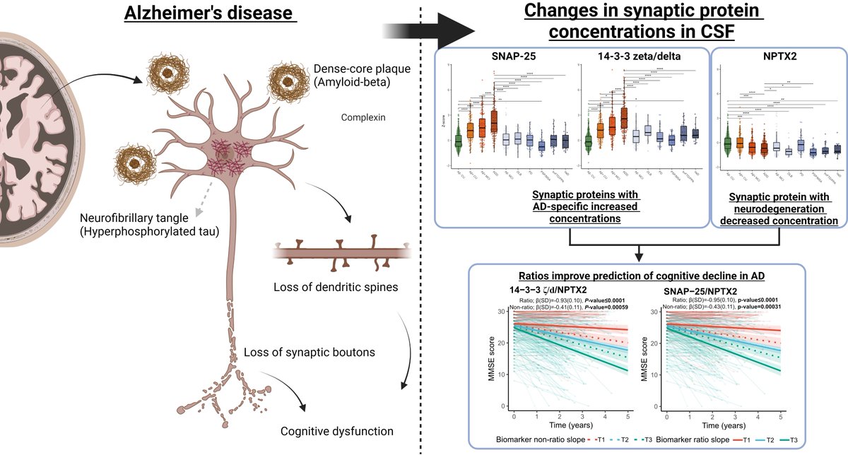 Nilsson et al. explore potential synaptic CSF biomarkers of cognitive decline in Alzheimer's disease and other dementia disorders, and find that the ratios of specific proteins can be used to predict cognitive decline and brain atrophy. tinyurl.com/2hr4mm79