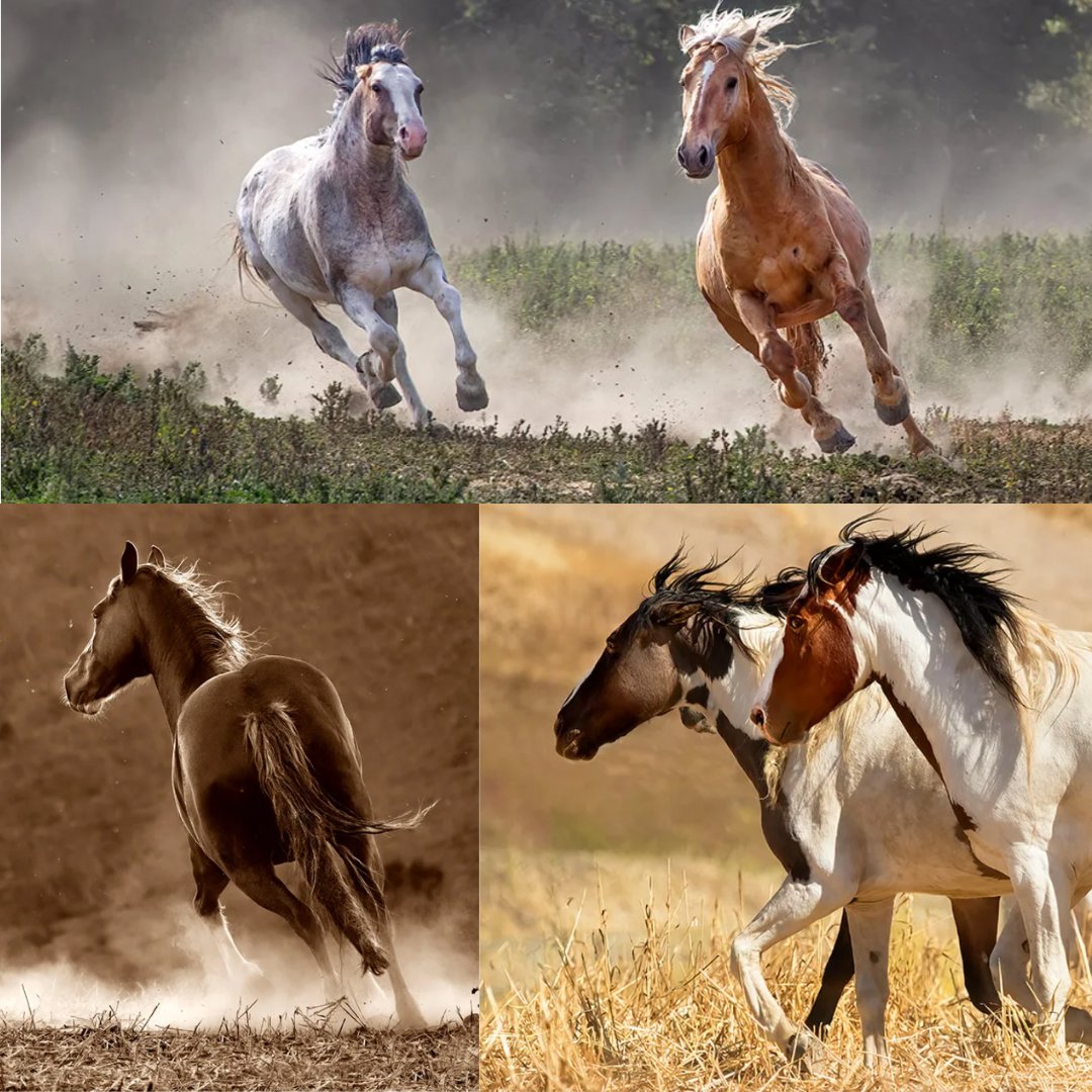 Gorgeous photographs for a beautiful cause! -- Photographer Norma Fries’ online and in-person retrospective of her work, “Horse Crazy,” continues until April 28 with 75% of proceeds benefitting our sanctuary! returntofreedom.org/online-in-pers… #horses
