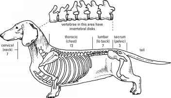 It doesn't take a jump or twist to cause a dog's disc problem. #IVDD causes the discs to age too early which makes them weaken & tear. k9backpack.com