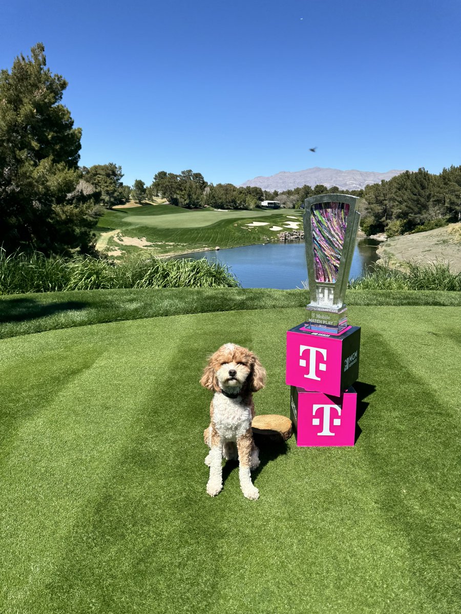 Three things you love to see: Puppies 🐶 Golf ⛳️ Sunshine ☀️ Love seeing our furry friend, Willis, out at #ShadowCreek again for the #LPGAMatchPlay!