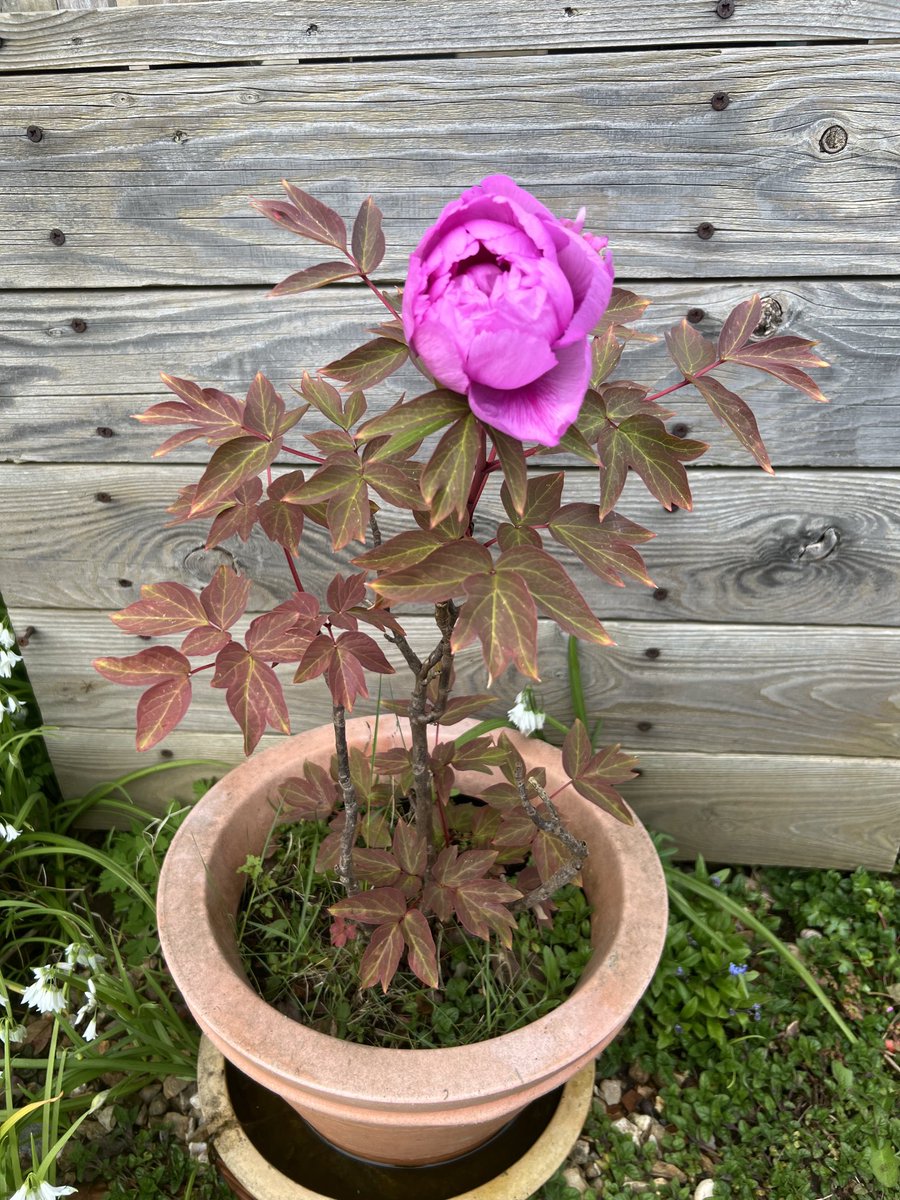 I’ve two of these - bought several years ago and have never had a flower! Actually thought this one had been too badly frostbitten but came out this morning to see this - all I need now is for my lovely horticulturists to tell me what it is ☺️