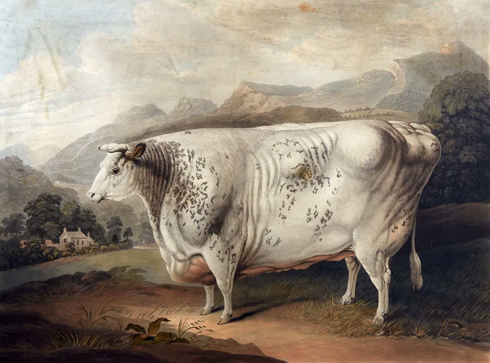 One of my favourite weird art trends is that thing in 19th century Britain where landowners would flex how big their livestock was by having them painted as chonked rectangles and oblongs