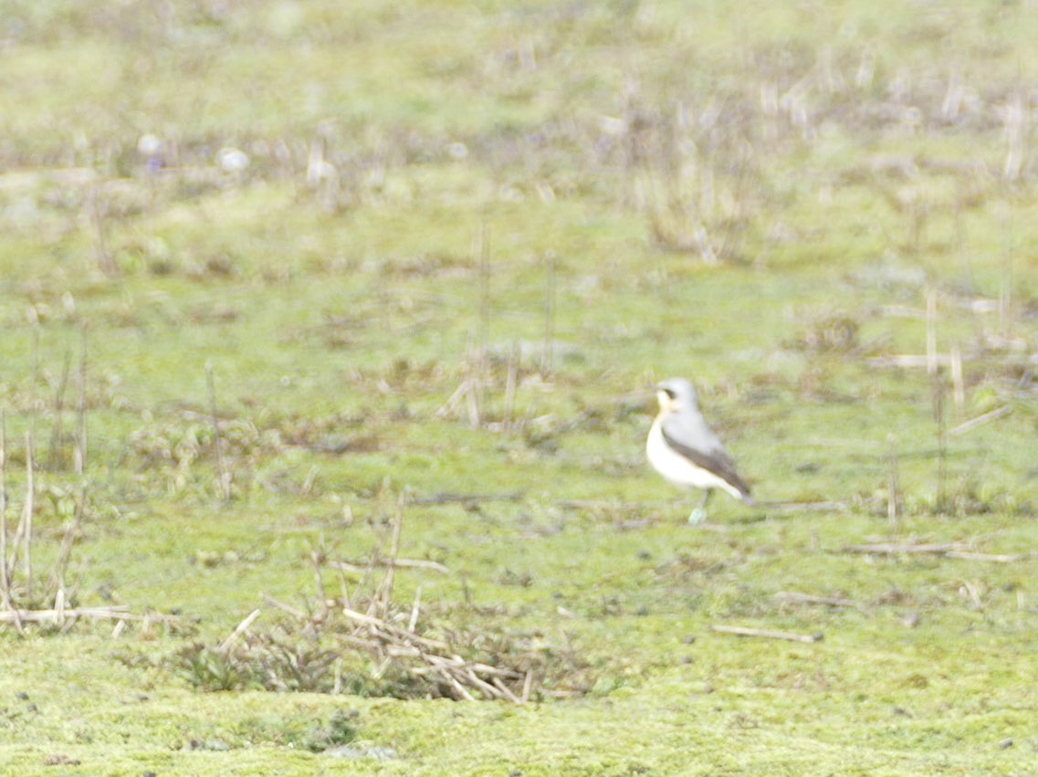 Strong winds and drizzle curtailed local Wheatear activity today @SkokholmIsland. Male C54 was concerned by the arrival of three new males on Home Meadow. (All unringed and almost certainly migrants passing through). He held his watch to ensure that they did move on (Pic MJ).