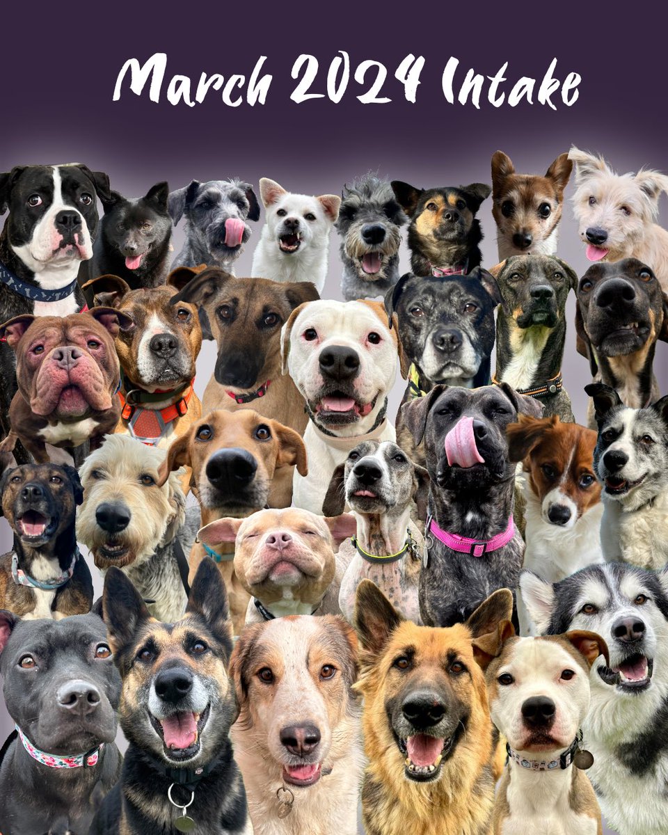 Dogs4Rescue's tweet photo. In March we dug deep and welcomed a whopping 29 new dogs. Every one of them special. Some days the rescue crisis seems insurmountable but this photo shows how together we are making a difference. Thank you for being the best supporters in the world 💜 https://t.co/WEArg7r8Xw