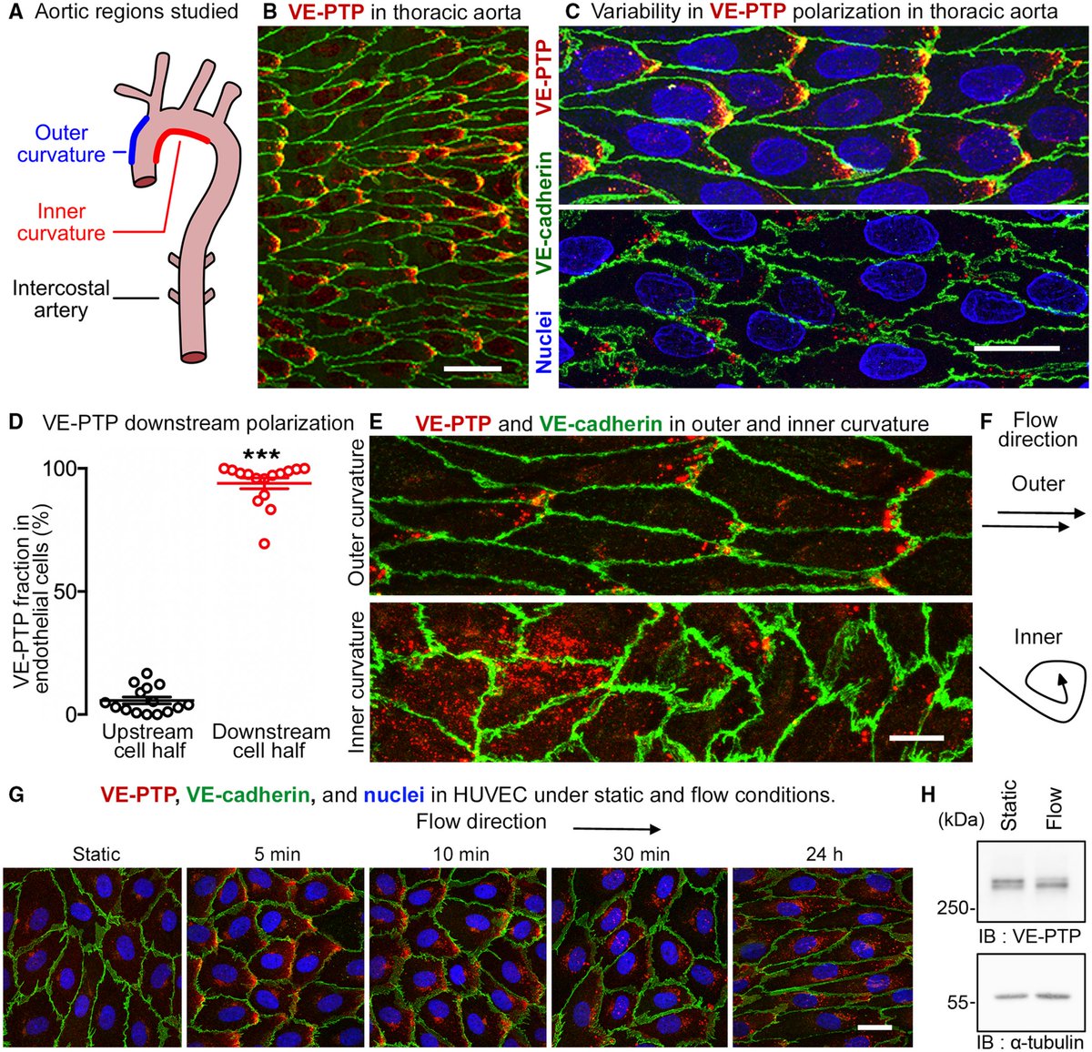 #NAVBO Member Publication Alert Shear stress control of vascular leaks and atheromas through Tie2 activation by VE-PTP sequestration Donald McDonald & Dietmar Vestweber groups @EmboMolMed 2023 embopress.org/doi/full/10.15…