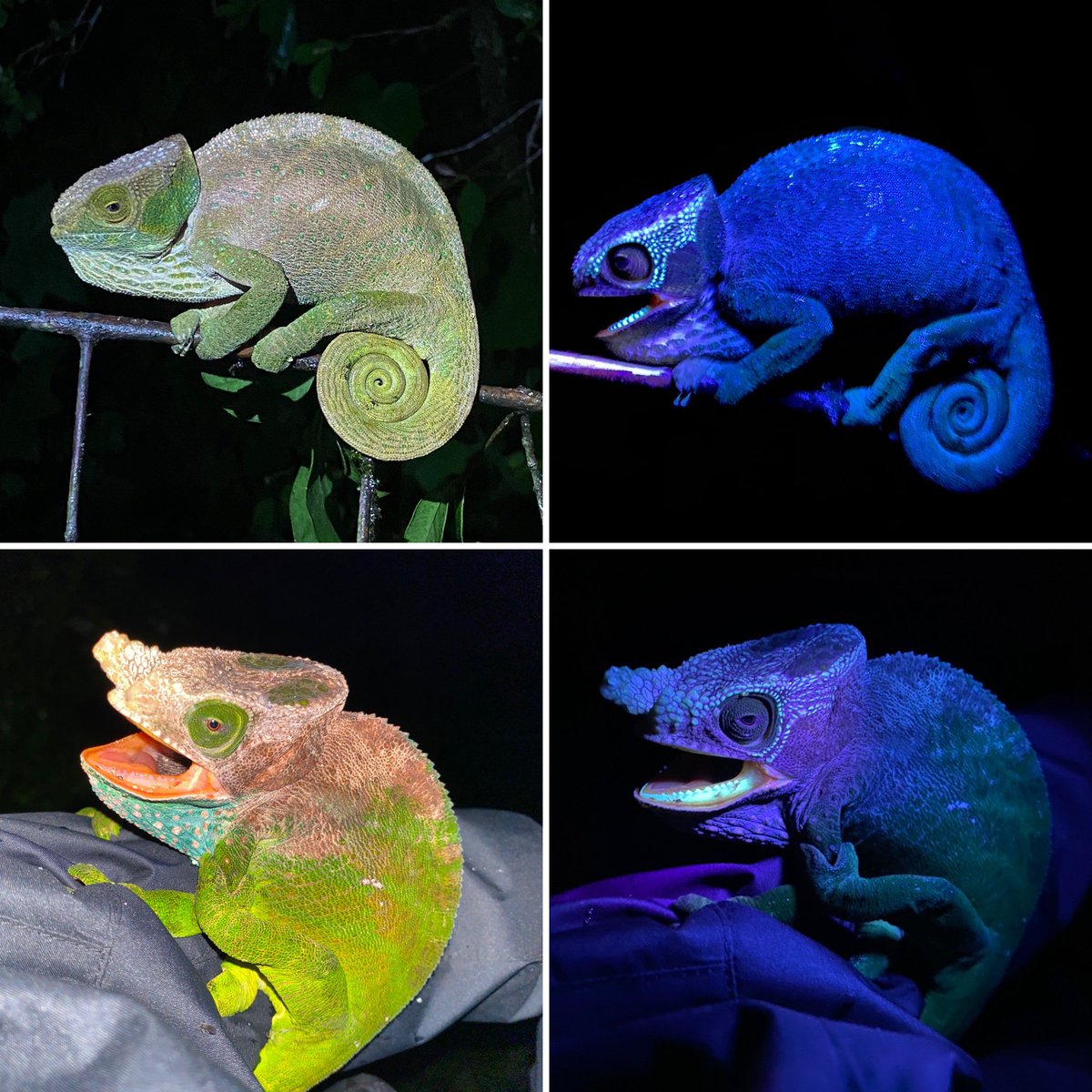 Female (top) and male (bottom) O’Shaughnessy’s chameleons (Calumma oshaughnessyi) with and without black light