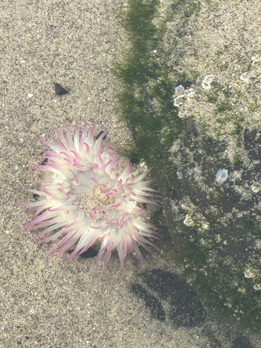 jediguybrarian's tweet image. Hangin out at #HaystackRock, at #CannonBeach on the #OregonCoast. #SpringBreak2024