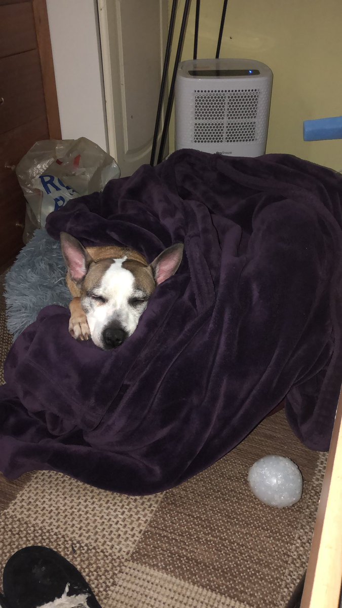 Our beloved little Skye and Seymour. 
Don’t know they are born these two ❤️❤️<a href="/mixer__fixer/">TRICKY</a> <a href="/jakemeyrick/">Jake Meyrick</a>