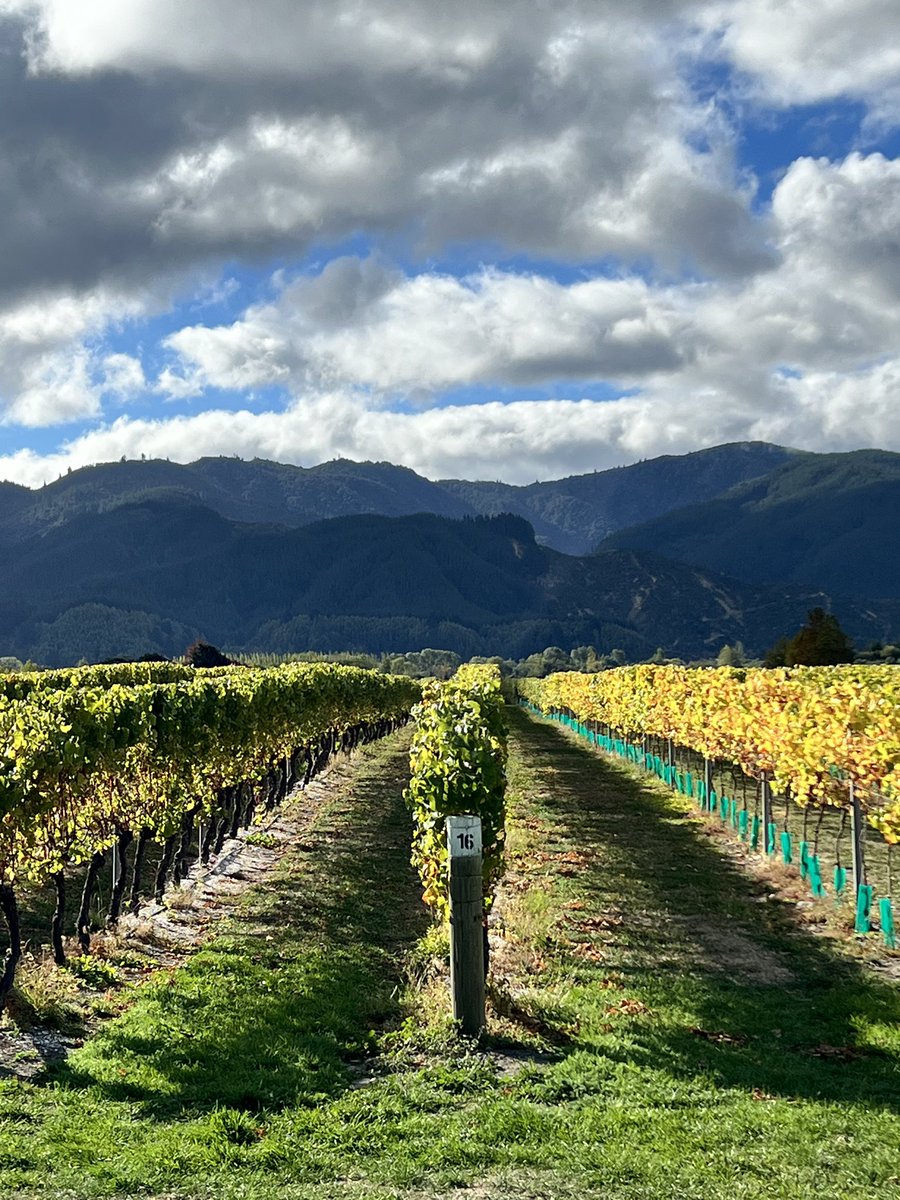 Autumn has arrived in #Marlborough. Harvest mostly in, vines getting ready for a rest after producing some very fine grapes #nzwine