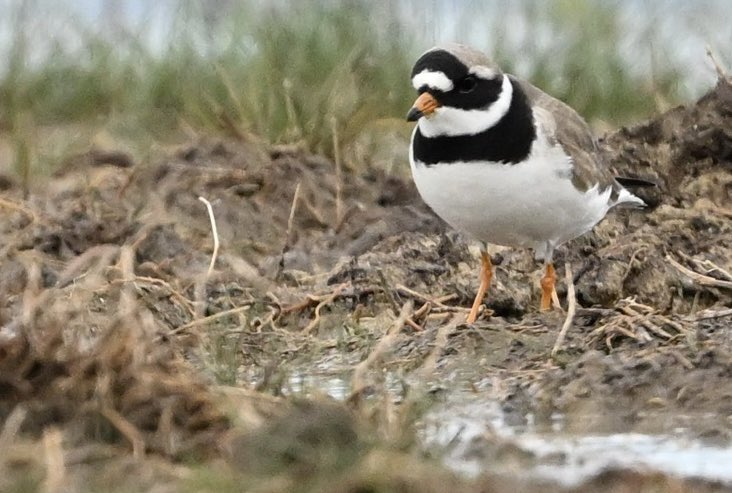 miqbo's tweet photo. Corriol anellat gros (Charadrius hiaticula).
#charadriushiaticula #charadrius_hiaticula #corriolanellatgros #corriol_anellat_gros #commonringedplover #common_ringed_plover #chorlitejogrande #chorlitejo_grande
20240324 Castelló d’Empúries. https://t.co/MuUINeyS92