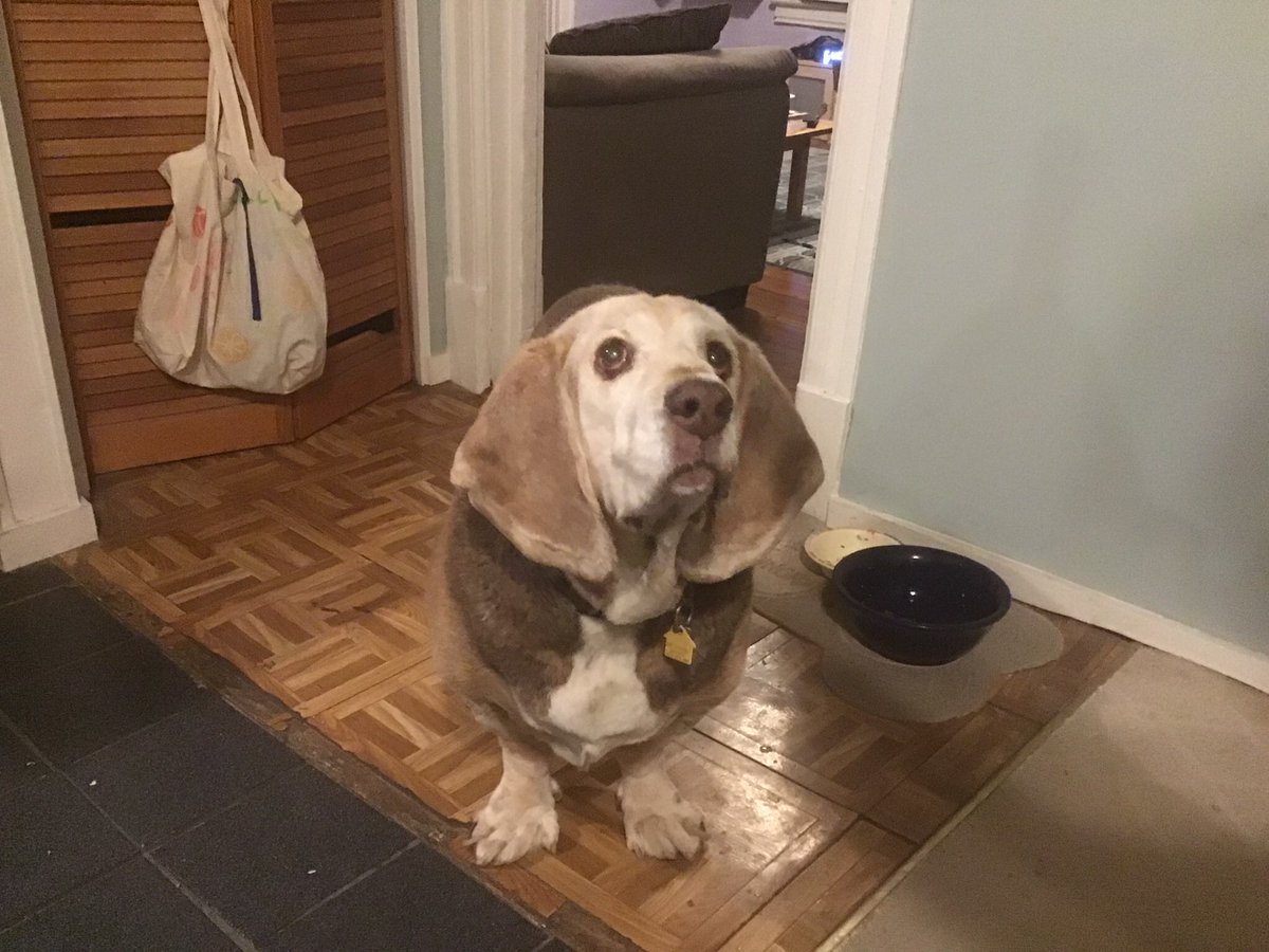 shadfromdc's tweet photo. He was a weird dog-/
But he was our weirdo dog-/
We loved him dearly…./
#haiku #ripWinston #bloodybasset
I regretfully resign my position in the Elderly Dog Owners Club… https://t.co/eOJYoI3Sfh