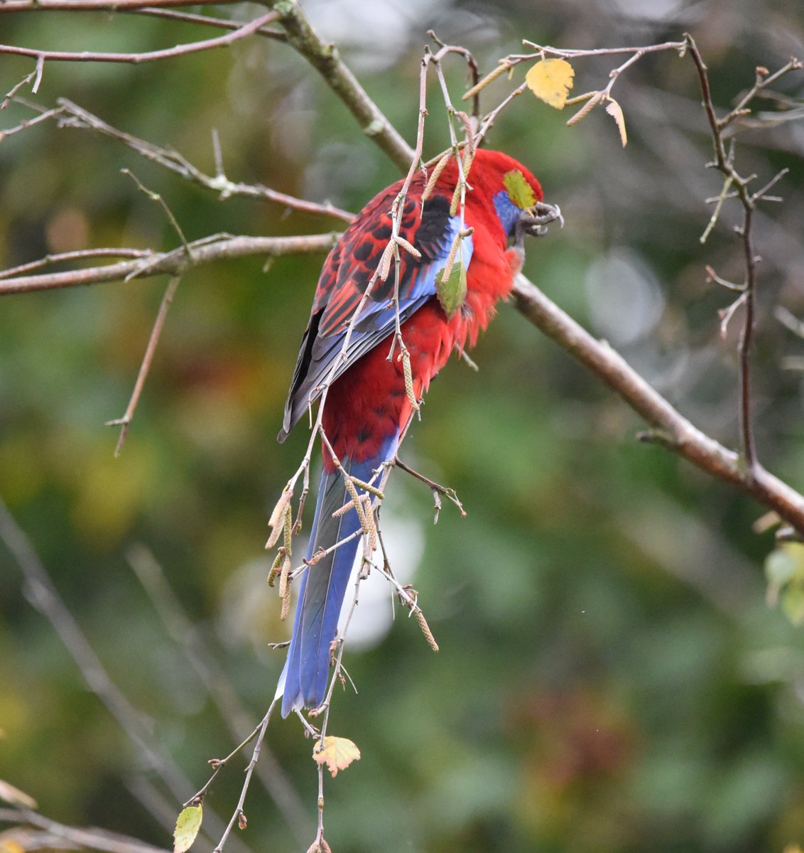 Is it weekend yet? 

#wildoz #ozbirds #crimsonrosella #parrot #birdsinbackyards